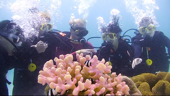 07-pink coral 3