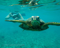 Snorkeling with sea turtles in Kauai