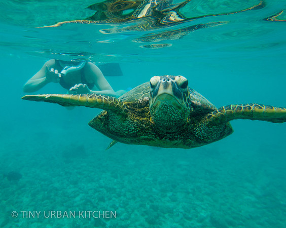 Snorkeling with sea turtles in Kauai