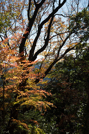 20151126-_X1C0883